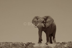 Elephant 1a7